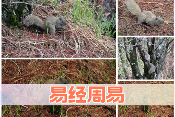 属猪2026年3月提车吉日一览表 生肖属猪2026年3月提车最吉利的日子有哪些