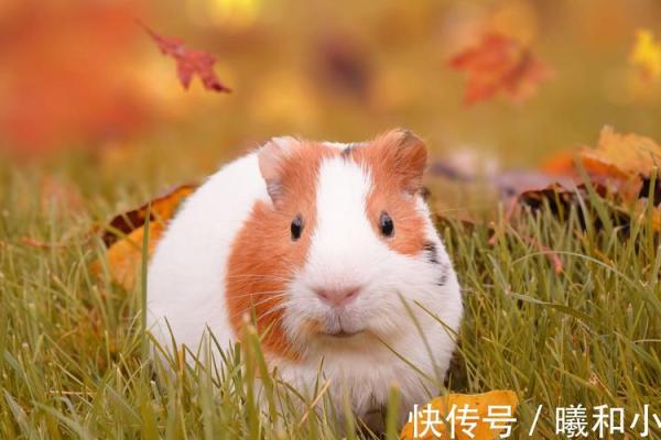 属鼠2026年3月搬家黄道吉日 生肖属鼠2026年3月拆房最旺吉日老黄历